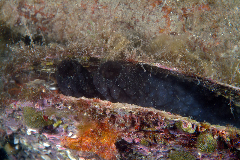 Phallusia fumigata